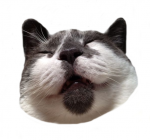 meowcow's avatar